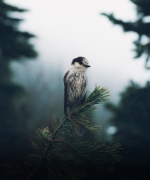 Bird is sitting on the tree