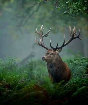 Deer is staying in the forest