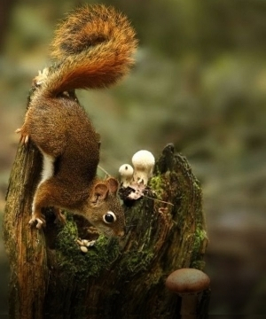 Squirrel is jumping